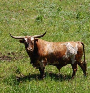 Photo of Long Horn Steer in Idaho County